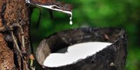 قیمت کائوچو به ۶۰۰ هزارتومان رسید