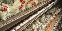 ارزانی مرغ و تخم مرغ با توزیع گسترده دولتی