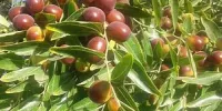 نیروگاهی از مواد مفید بنام عناب