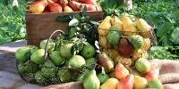 گلابی رو کجای دلم بزارم با این همه خاصیت
