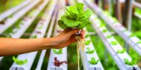 راهکاری برای تامین غذای جمعیت کره زمین