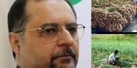 دستور خرید توافقی سیر از باغداران استان زنجان