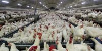 قیمت گوشت مرغ در بلاتکلیفی