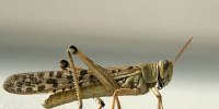 ملخ حتی بدتر از سیل