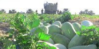 هنداونه در صدر افزایش قیمت‌ محصولات کشاورزی