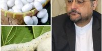 خرید توافقی بیش از 11 تن پیله تر کرم ابریشم از نوغانداران گیلانی و گلستانی
