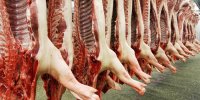 تب کریمه کونگو ، بیماری کشنده ولی قابل درمان