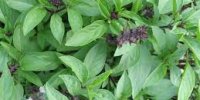 ریحان سبزی معطر و پر خاصیت