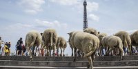 از چرای گوسفندان در برج ایفل تا فستیوال ضیافت شام در نیویورک