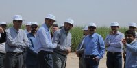 کام شیرین کارگران توسعه نیشکر با بیمه سرمد