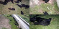 رفتار عجیب کلاغ ها در قم/ مرگ دسته جمعی کلاغ ها + فیلم