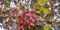 طلای سبز ابزار رونق گردشگری کرمان