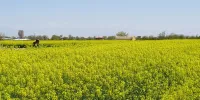 ایلام، استان پیشرو کشور در تحقق کشت کلزا است