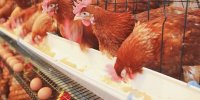 افزایش 20٪ تولید گوشت و تخم مرغ