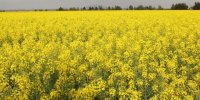 سفر به سرزمین خوشه های طلایی