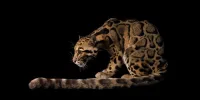 چیزی که ما وقتی حیوانات منقرض می شوند از دست می دهیم
