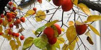 لاکچری ترین میوه پاییزی