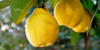 وزن خود را با میوه به کاهش دهید