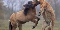 تصاویری خارق العاده از اسب های وحشی ایرلندی