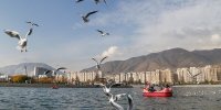 تصاویری از کوچ پرندگان مهاجر به پایتخت