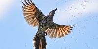 تصاویری منتخب از پرندگان در سال ۲۰۱۹