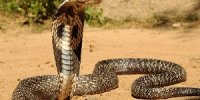 شکار صحنه از آب خوردن یک مار کبری