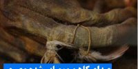 عجایب سه هزار ساله در مصر!