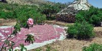 سفر به روستای جهانی لایزنگان؛ رقیب سرسخت قمصر کاشان