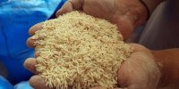 برنج هندی با نرخ ۸ هزار تومان توزیع می شود