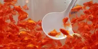 ماهی قرمز سفره هفت سین ناقلان کرونا!