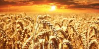 قیمت خرید گندم تضمینی سر به فلک کشید
