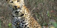 جزیره اشک میهمان پلنگ ایرانی