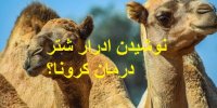 ماجرای درمان کرونا با ادرار شتر!