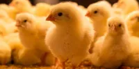 ماجرای جوجه کُشی با بیل مکانیکی!