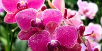 بهترین گل و گیاهان برای تصفیه هوا