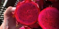 میوه های کمیاب استوایی