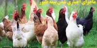 ماجرای اجباری شدن بیمه طیور