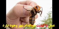 عسل با کیفیت در کدام شهر وجود دارد؟/فیلم تشخیص عسل طبیعی از تقلبی