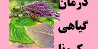 درمان کرونا با دم نوش مریم گلی و پریلا!