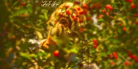 آشنایی با فیلم آتابای+اسامی بازیگران