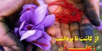 فیلم| نحوه کاشتن زعفران+آموزش مرحله به مرحله