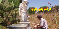 درآمد پرورش زنبور عسل در سال 1400 چقدر است؟