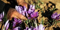 پرورش زعفران سنتی چقدر زمان می برد؟