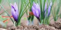 بهترین خاک برای کاشت زعفران