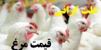 علت اصلی گرانی مرغ در آبان 99