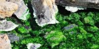 تصویری از چشمه آبگرم سیاه کُش