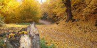 سفری جذاب به منطقه جنگلی ناهارخوران