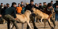 ماجرای بازداشت شبکه شرط بندی جنگ سگ ‎ها در مازندران+تصاویر