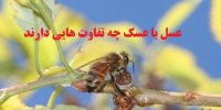 عسلک با عسل چه تفاوتی دارد؟