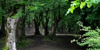 جنگل بلیران منطقه ی بکر آمل